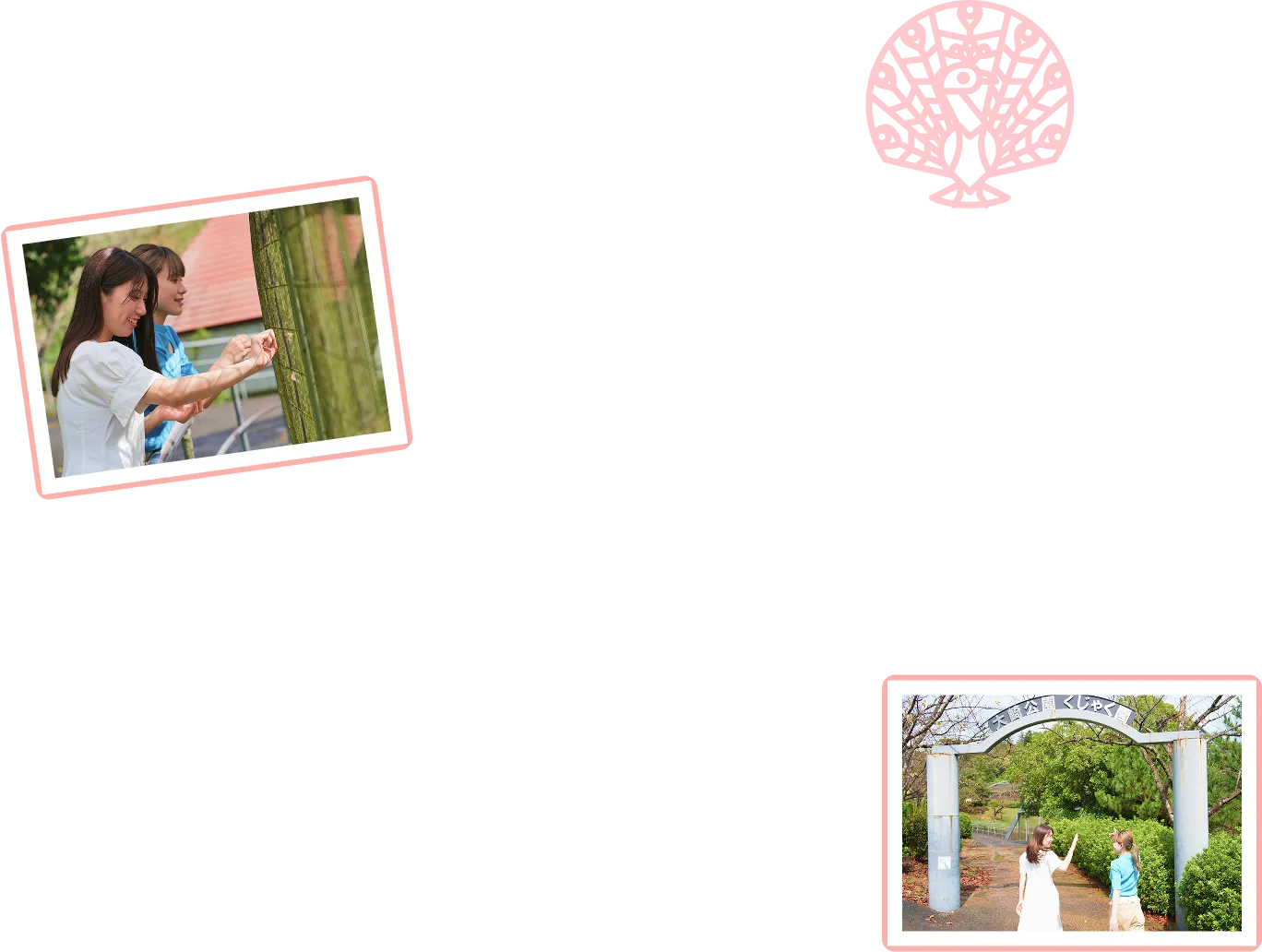 くじゃく園に入場したり、くじゃくに餌をあげたりする様子