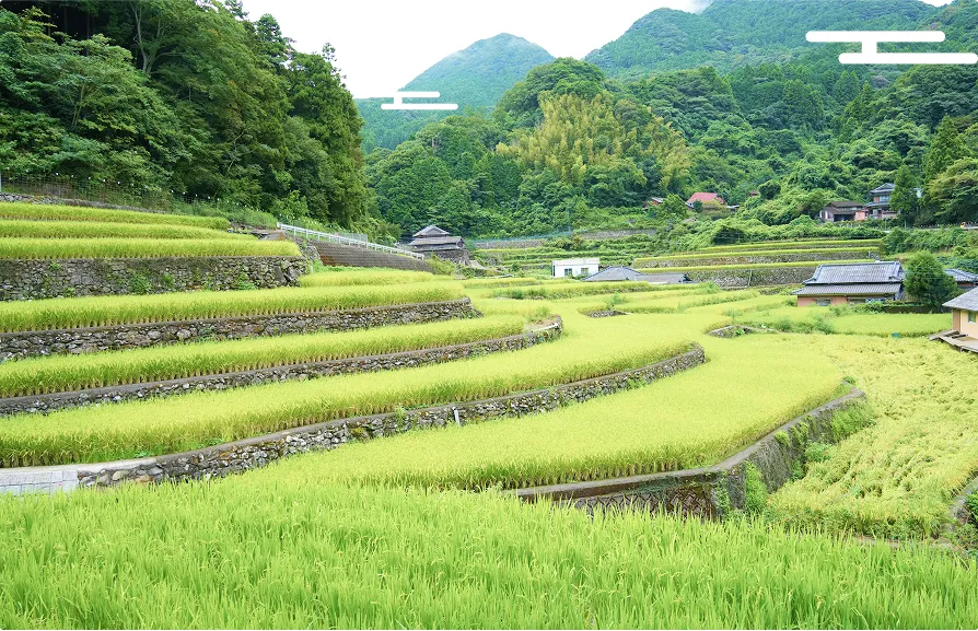 大自然に囲まれ、緑鮮やかに育まれた棚田の様子。
